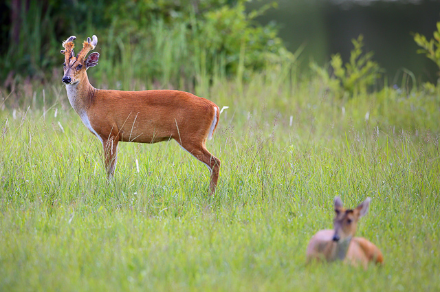 Image of Gautala Wildlife Sanctuary