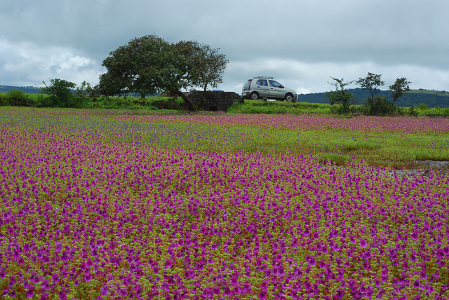 Image of Kaas Plateau Reserved Forest